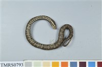 藏品(菊池氏龜殼花)的圖片